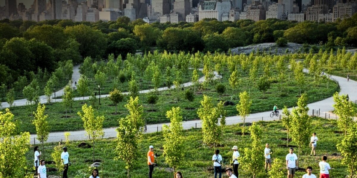 Million Trees Transform NYC |The Daily Newyorks